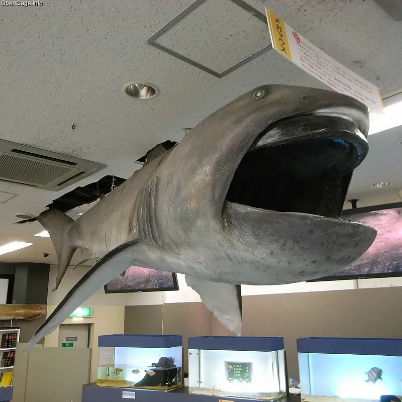 #5 - The Megamouth Shark (Megachasma pelagios) (By opencage, CC BY-SA 2.5)