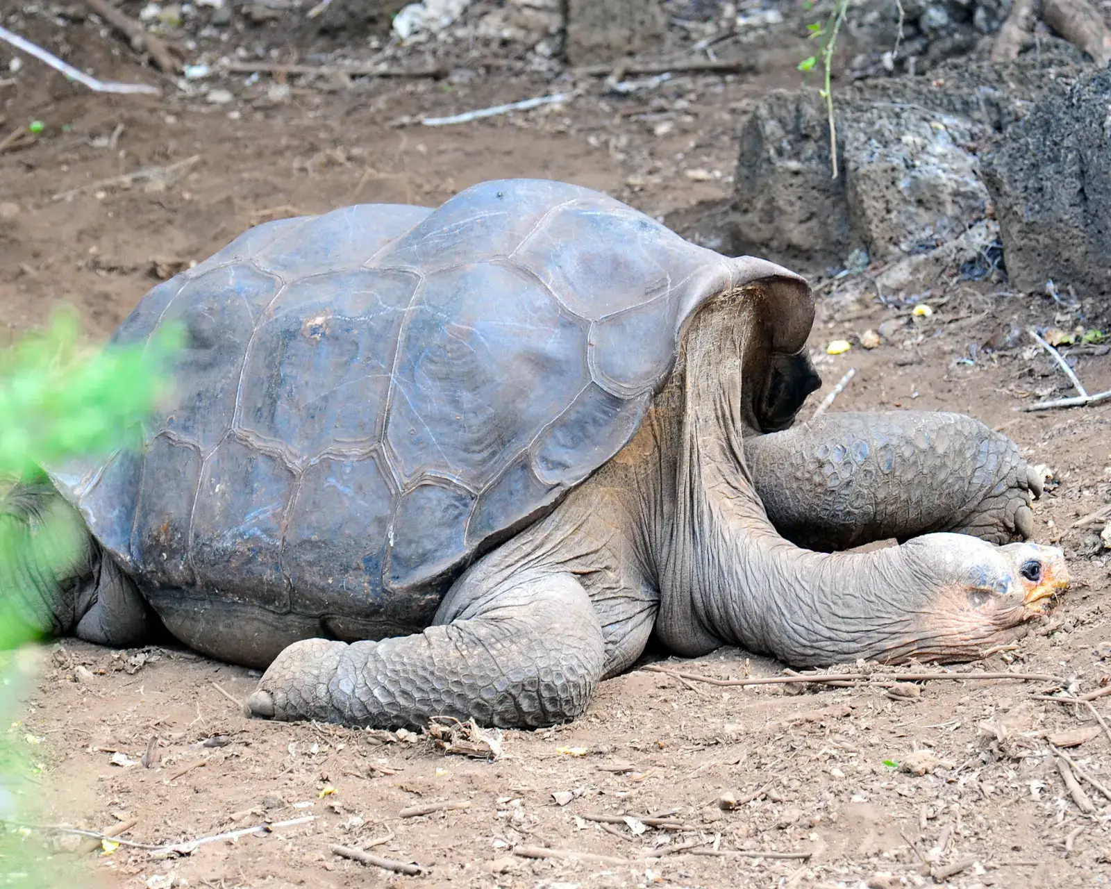 #8 - The Pinta Island Tortoise: An Icon Reduced to One Lonely Survivor (Lonesome George - Pinta Island Tortoise, CC BY-SA 2.0)