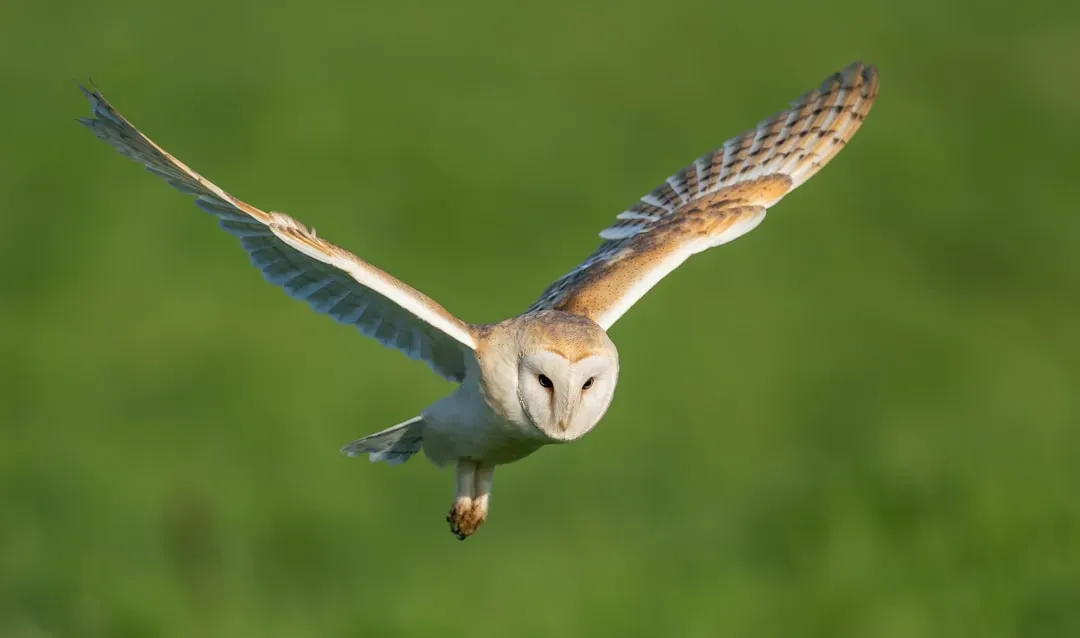 Cancer – The Barn Owl’s Silent Emotional Radar (Image Credits: Unsplash)