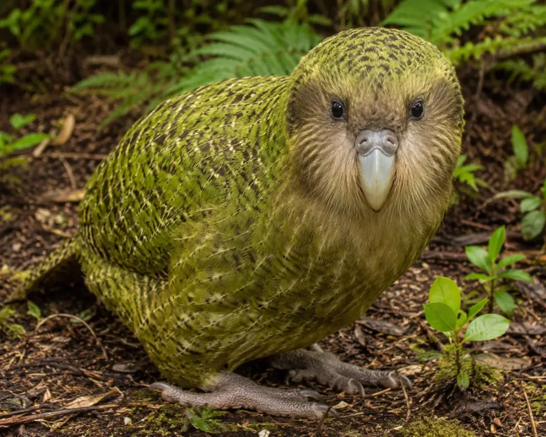 #1 - The Kakapo: From Miscounted Relic to Photographic Celebrity (Image Credits: Unsplash)