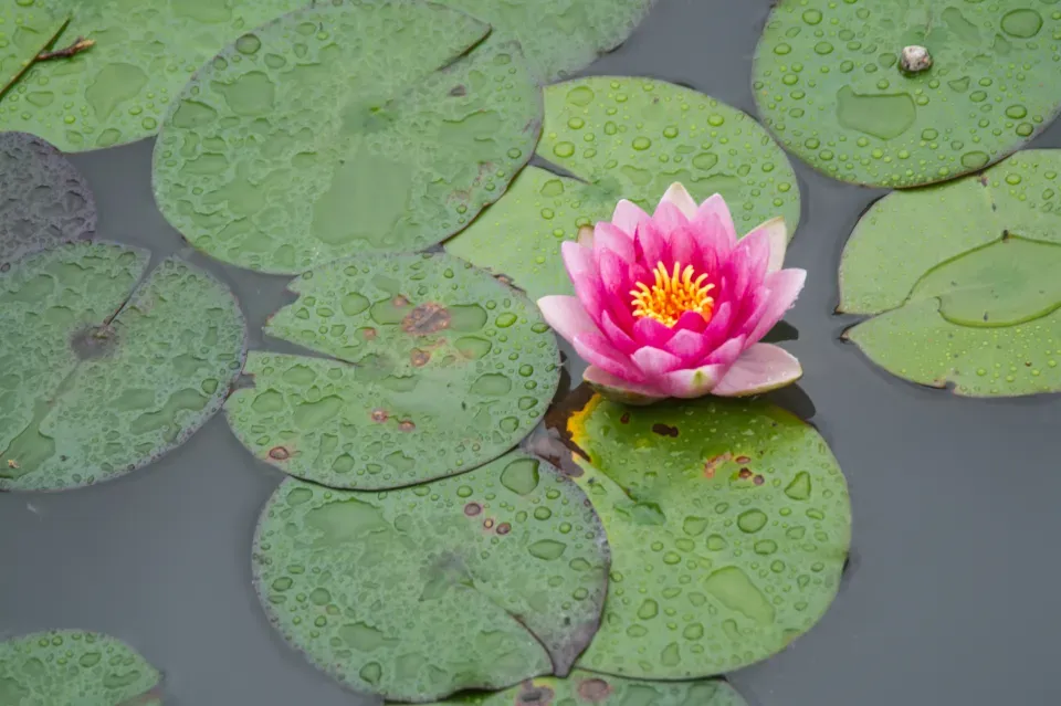 Lotus Leaf Effect for Self-Cleaning Medical Devices (Image Credits: Stocksnap)