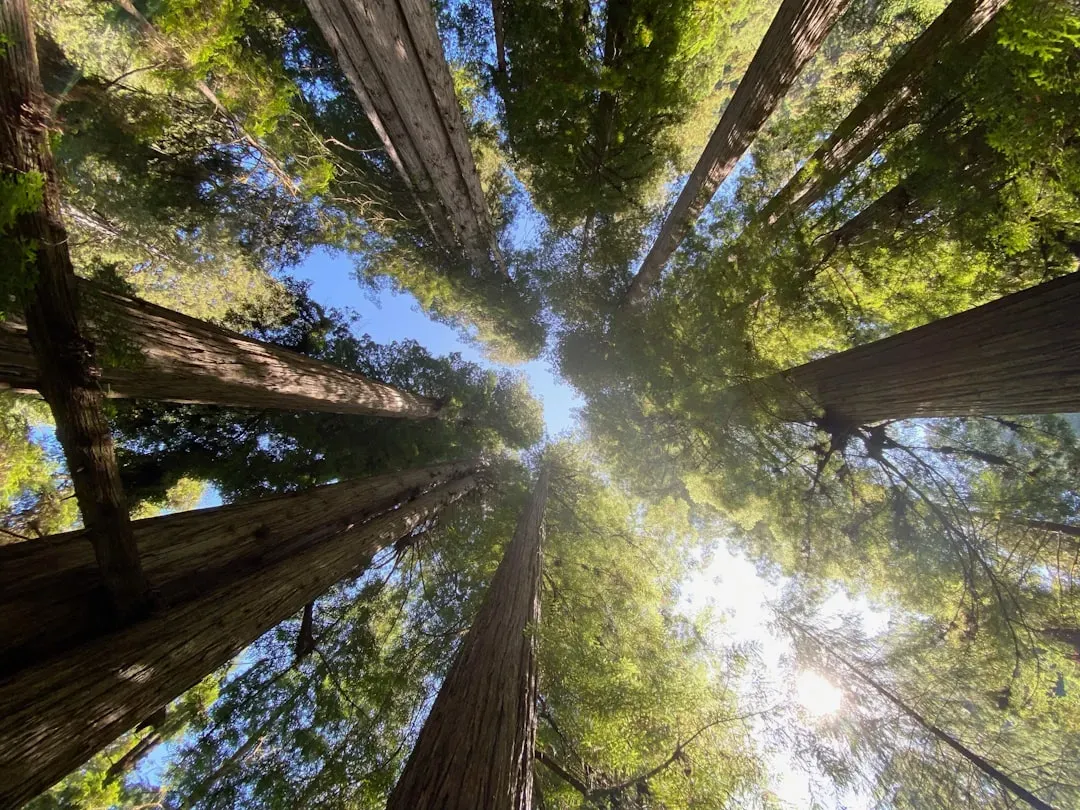 How Ancient Trees Are Rewriting Earth’s Climate Story (Image Credits: Unsplash)