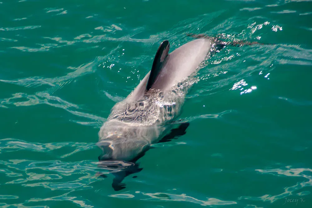 Sex, Coercion, And The Darker Side Of Mating Strategies (Jocey K, Flickr, CC BY-SA 2.0)