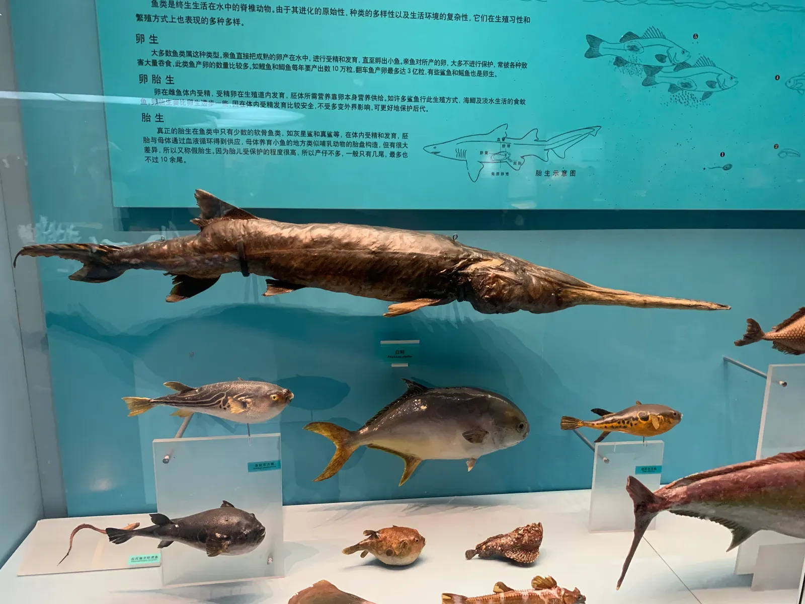 11. The Chinese Paddlefish: An Extinction Declared Before the Paperwork Caught Up (By HaziiDozen, CC BY-SA 4.0)