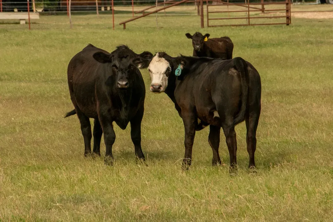 Counting Calves and Costs: Real Economic Fears on the Range (Image Credits: Unsplash)