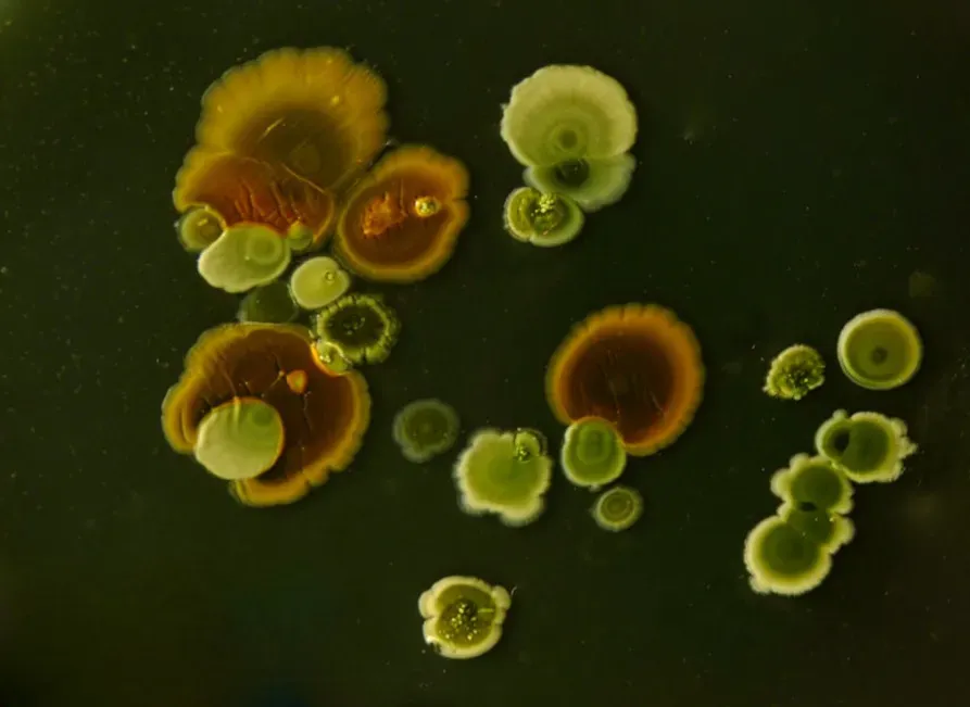 Harnessing Microbes: From Fermentation to Future Tech (Image Credits: Unsplash)