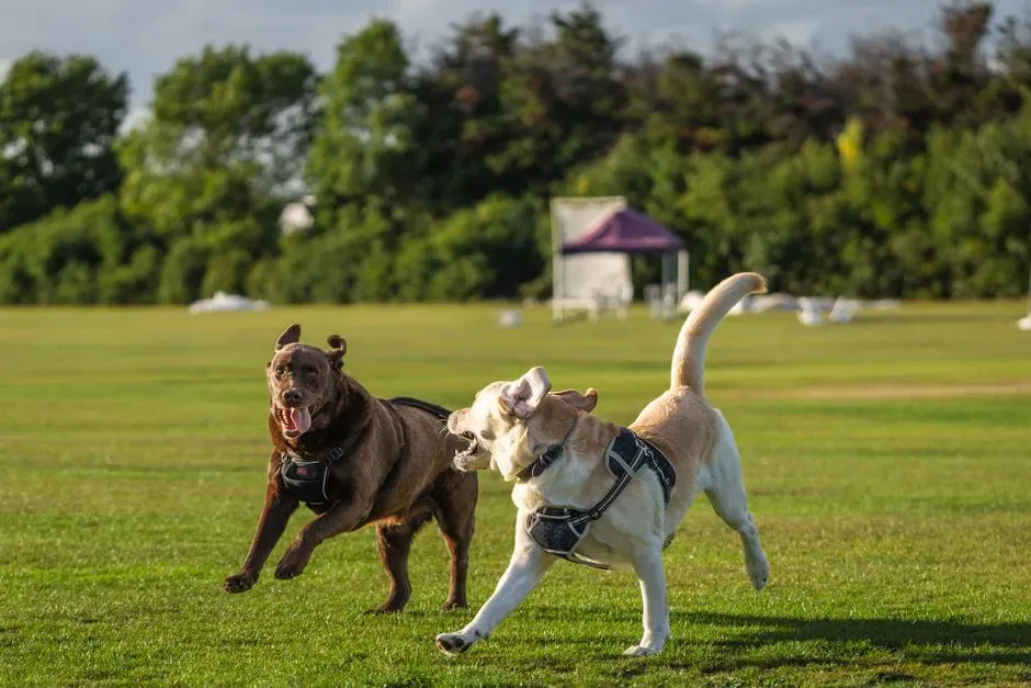 Conclusion: Turning Everyday Play Into Lifelong Emotional Health (Image Credits: Pexels)