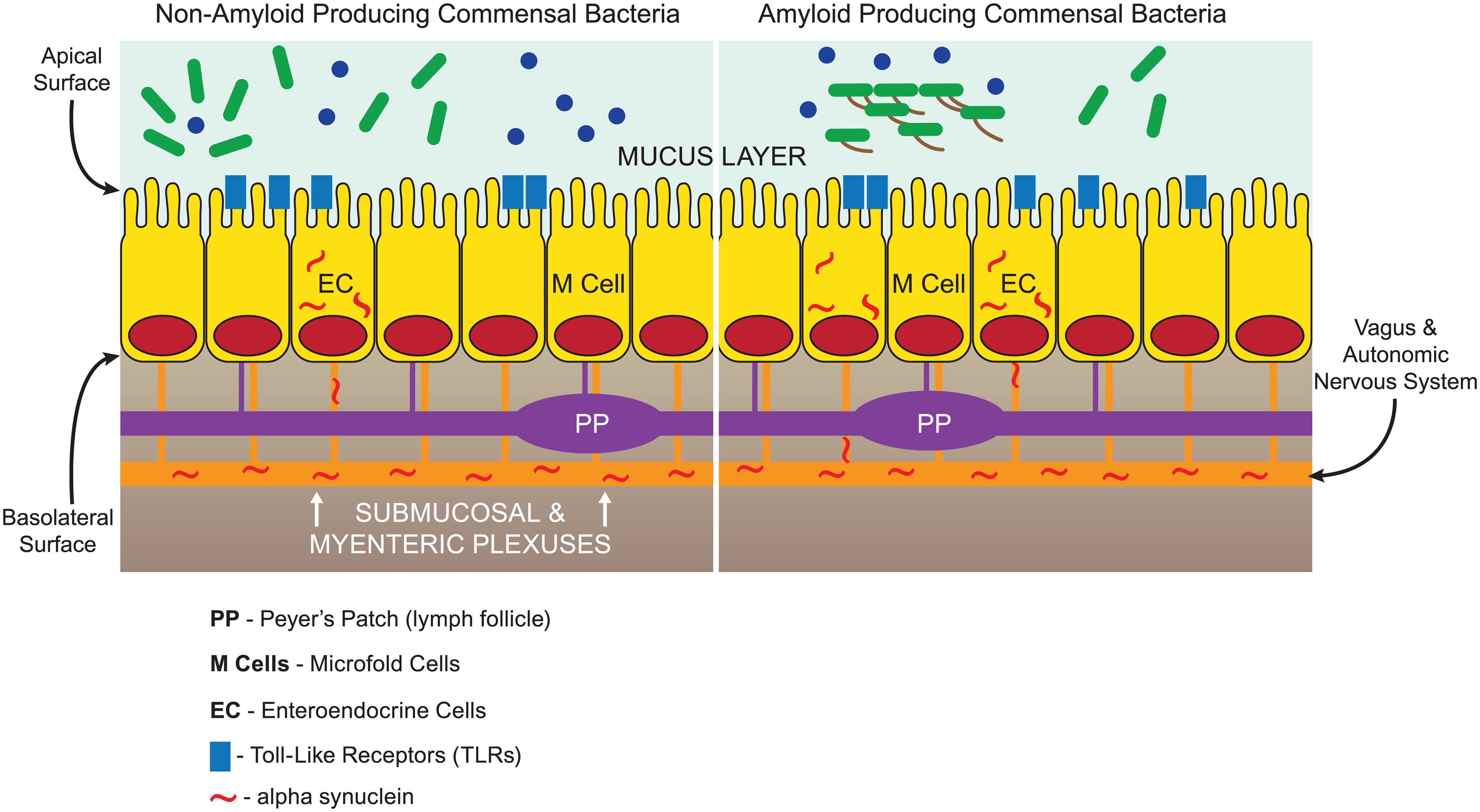 Why It Matters: Rethinking a Brain-Only Model (Image Credits: Wikimedia)