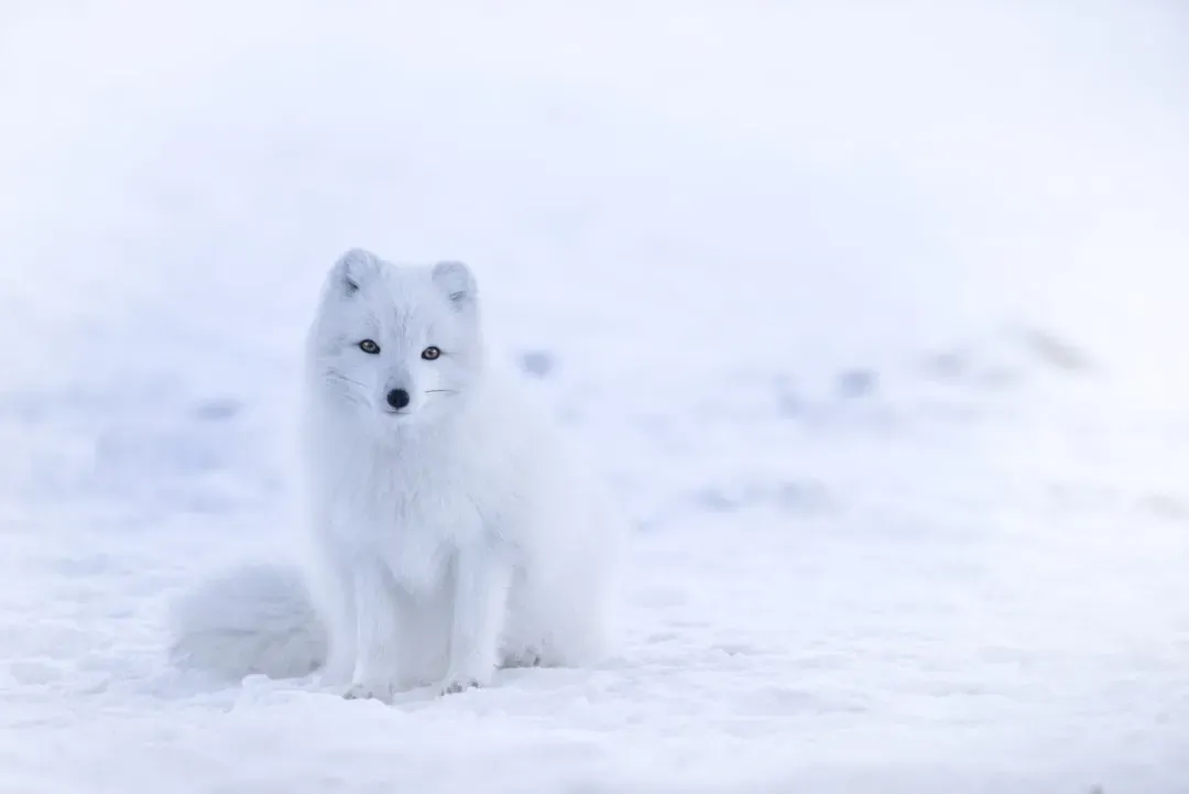 The Arctic Fox's Countercurrent Heating System: Built-In Thermal Engineering (Image Credits: Unsplash)