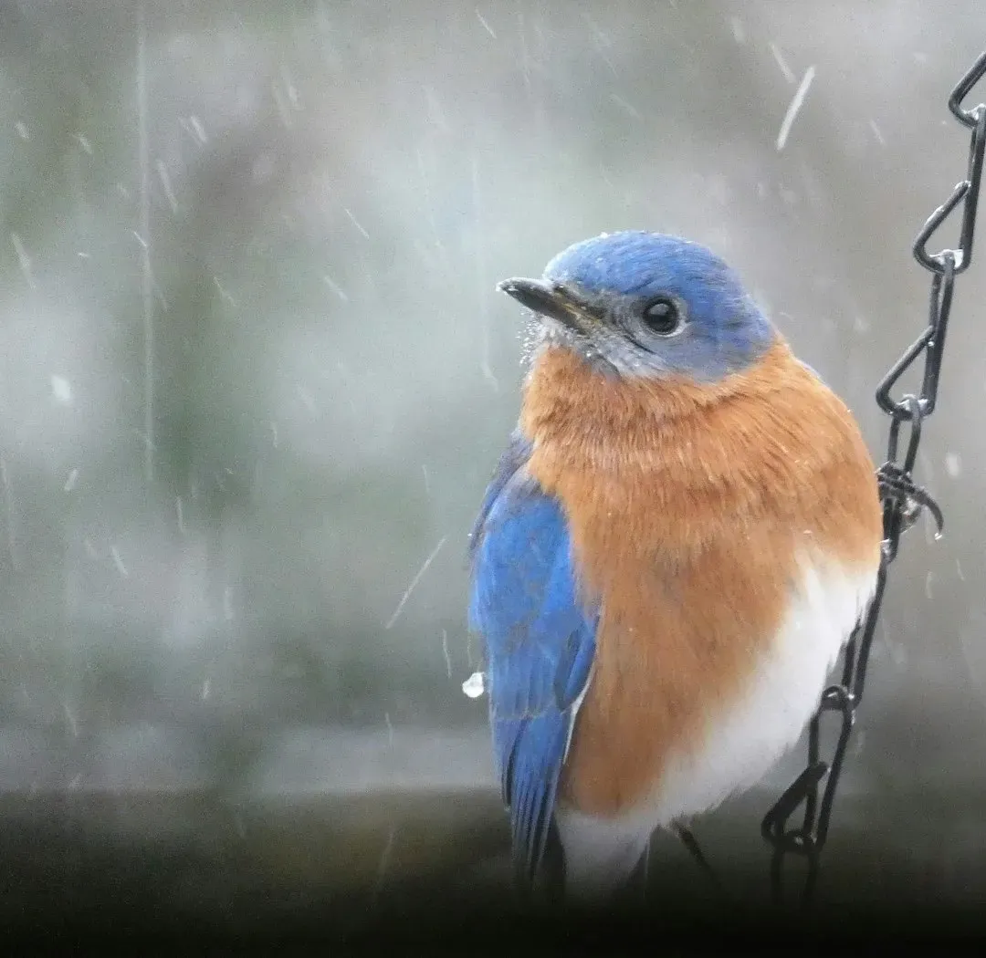 Hard Winters and the Hunger for Good Omens (Image Credits: Unsplash)
