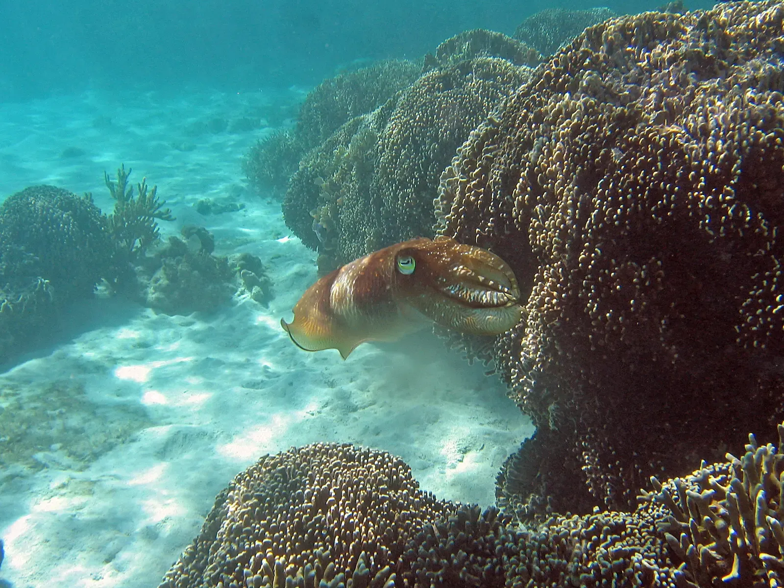 2. Cuttlefish: Shape-Shifting Geniuses of the Sea (Image Credits: Wikimedia)