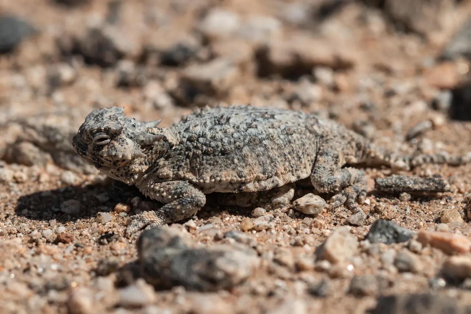 10. Camouflage and Color: Light Coats, Hidden Bodies (Desert horned lizard (Phrynosoma platyrhinos), Public domain)
