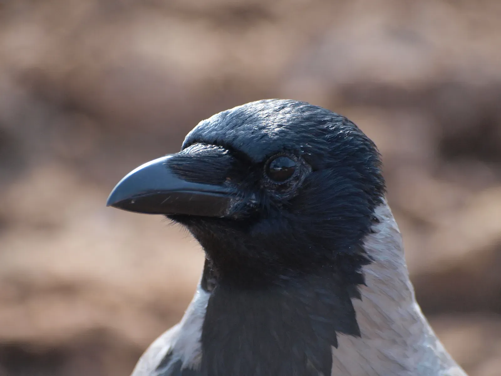 #7 - How Crows Hold Grudges for Years Against Specific Faces (By Revital Salomon, CC BY-SA 3.0)