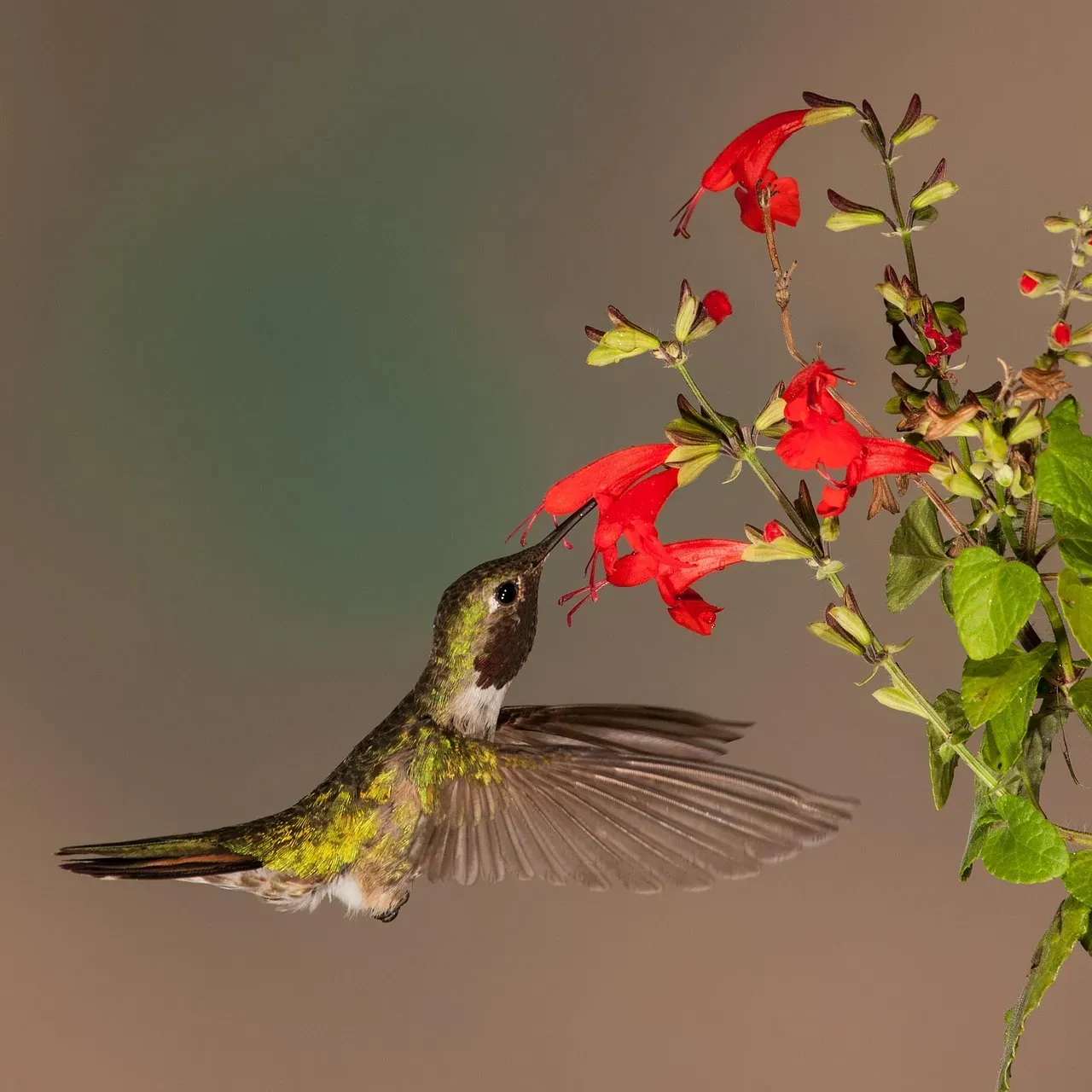 Evolutionary Consequences: How Hummingbird Choices Shape Flowers (Image Credits: Pixabay)