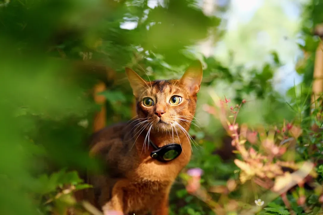 Sagittarius: The Abyssinian – Your Adventurous, Free-Spirited Explorer (Image Credits: Unsplash)