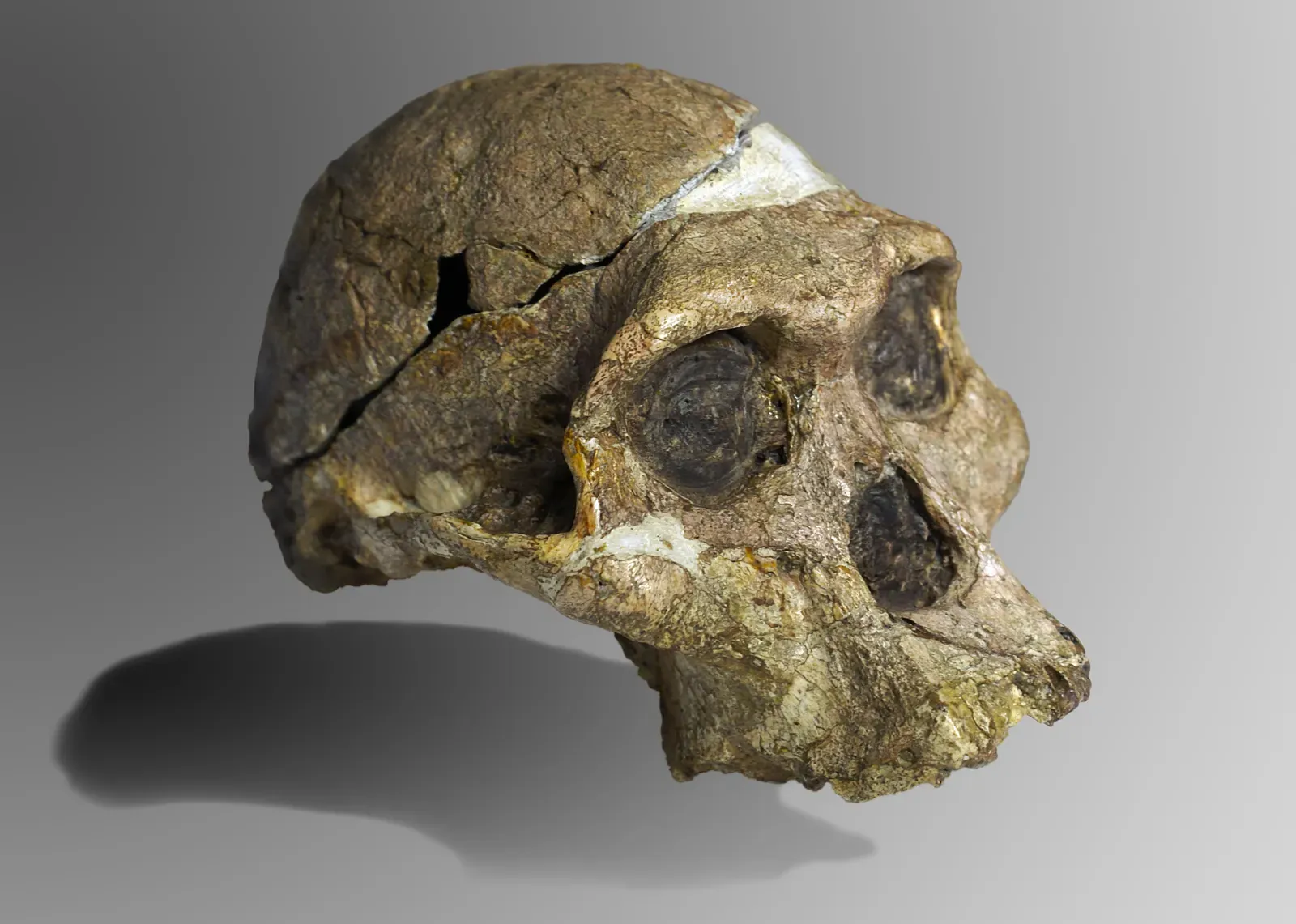 3. Denisovans: A New Human Lineage From a Single Finger Bone (By José Braga; Didier Descouens, CC BY-SA 4.0)