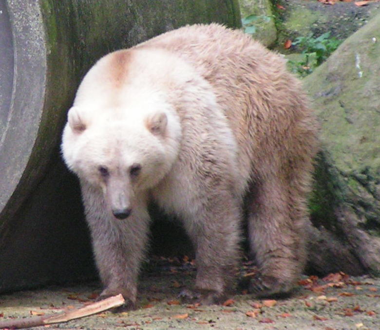Grolar Bears - Climate Change in Action (Image Credits: Wikimedia)