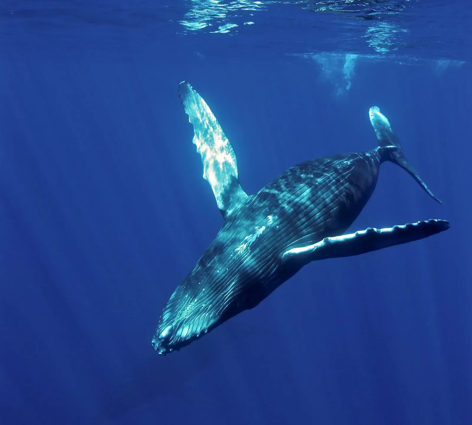 Uncomfortable Truth: You Still Don’t Know What Most Whale Sounds Mean (Image Credits: Wikimedia)