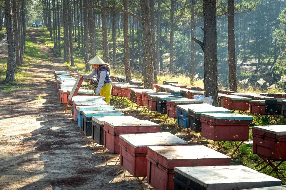 What This Means for You if You Keep Bees (Or Just Care About Them) (Image Credits: Pexels)