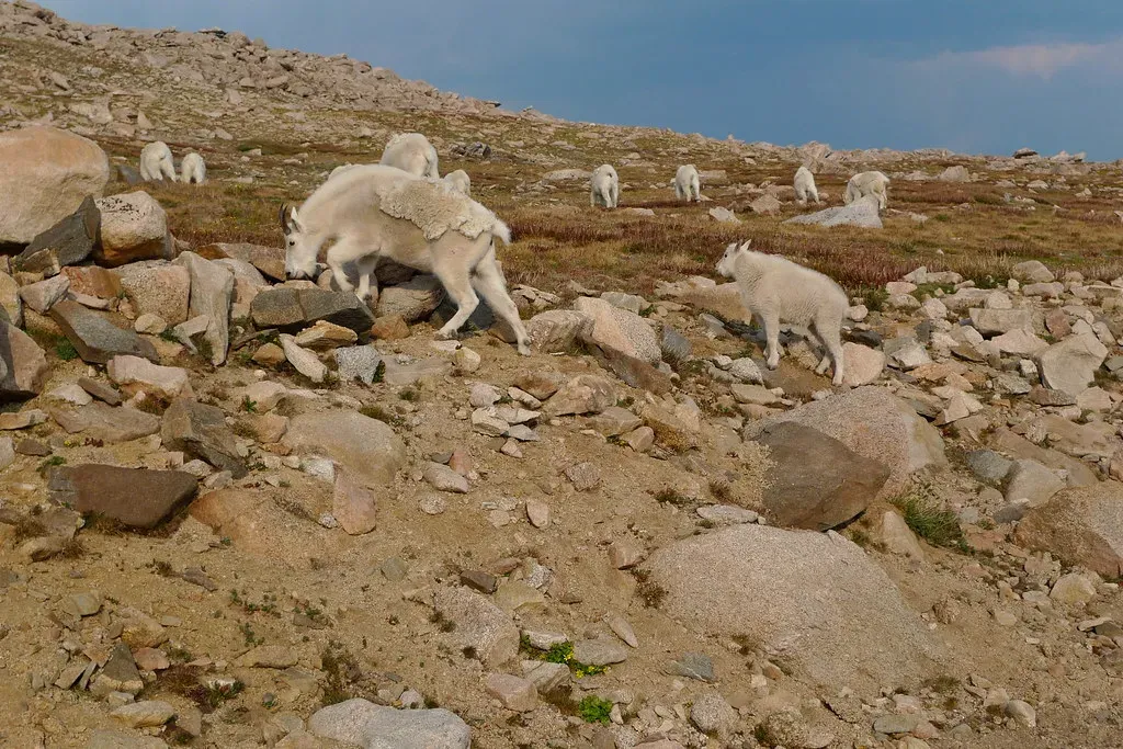 Oregon: Small But Healthy Herds (Image Credits: Flickr)