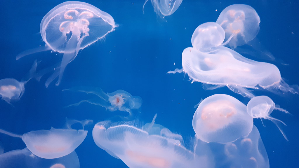 Pisces: The Dream Weaver (Image Credits: Flickr)