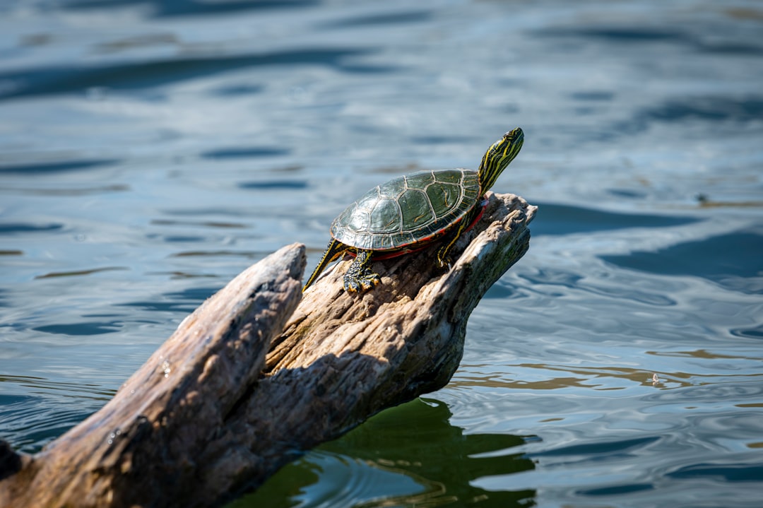 The Wise Turtle - Earth's Patient Teacher (Image Credits: Unsplash)