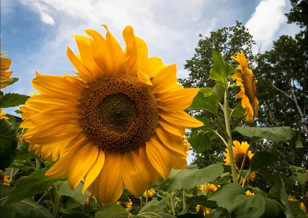 The Hidden Mathematics of the Natural World (Image Credits: Flickr)