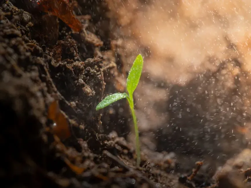 #4 - Soil Texture Decides How Fast Water Moves Through (Image Credits: Pexels)