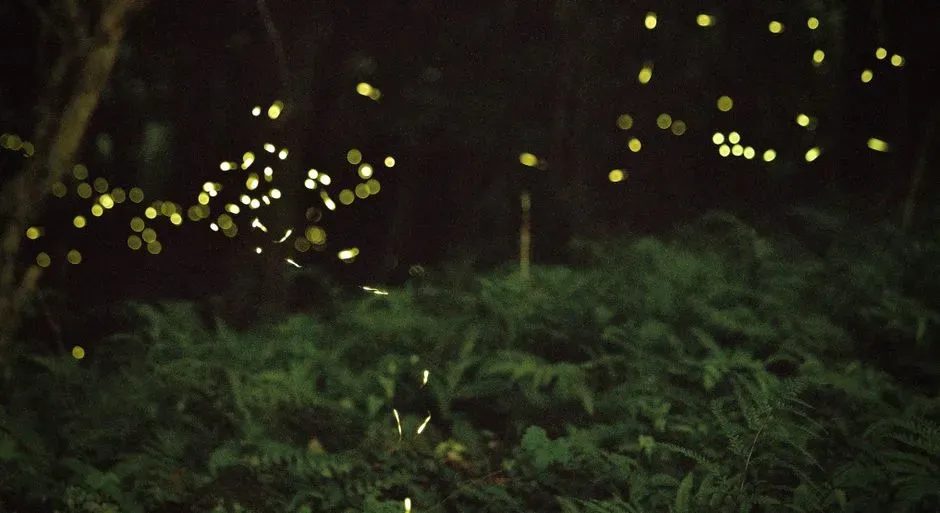 4. Great Smoky Mountains’ “Firefly Forests” and Faintly Glowing Floors (Image Credits: Pexels)