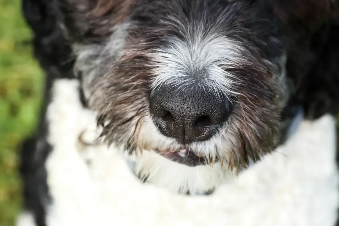Smell, Sound, And Sight: The Three Main Ways Animals Remember You (Image Credits: Unsplash)