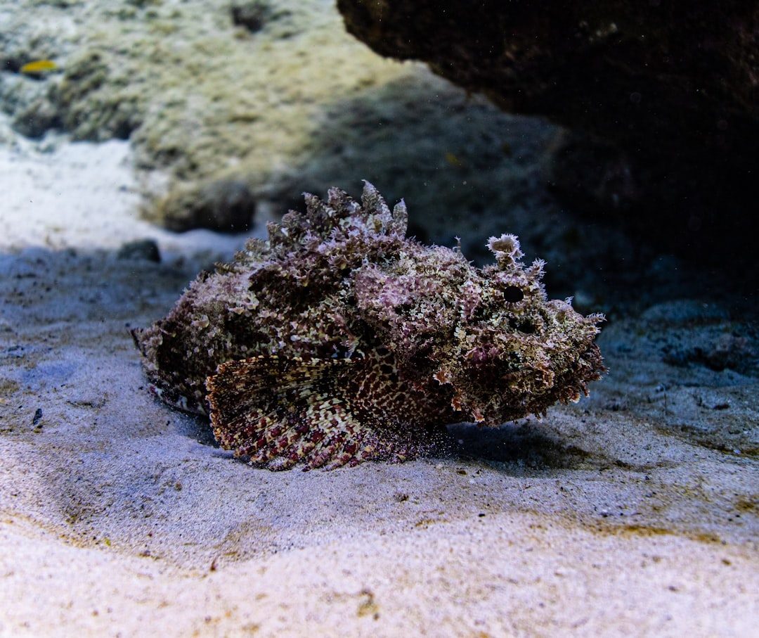 Stonefish: The Deadly Rock Impersonator (Image Credits: Unsplash)