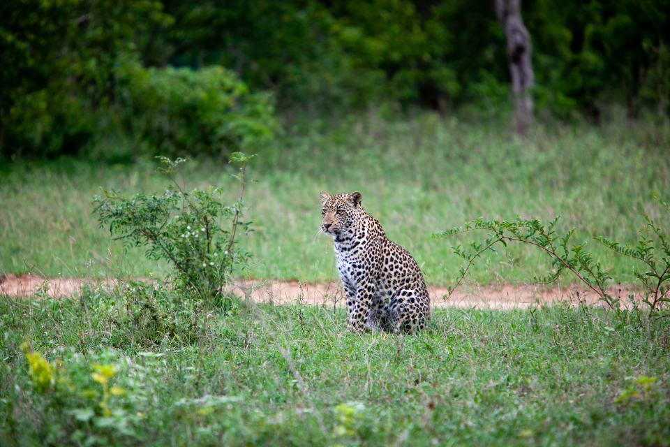 The Surprising Reality of Urban Leopards (Image Credits: Stocksnap)