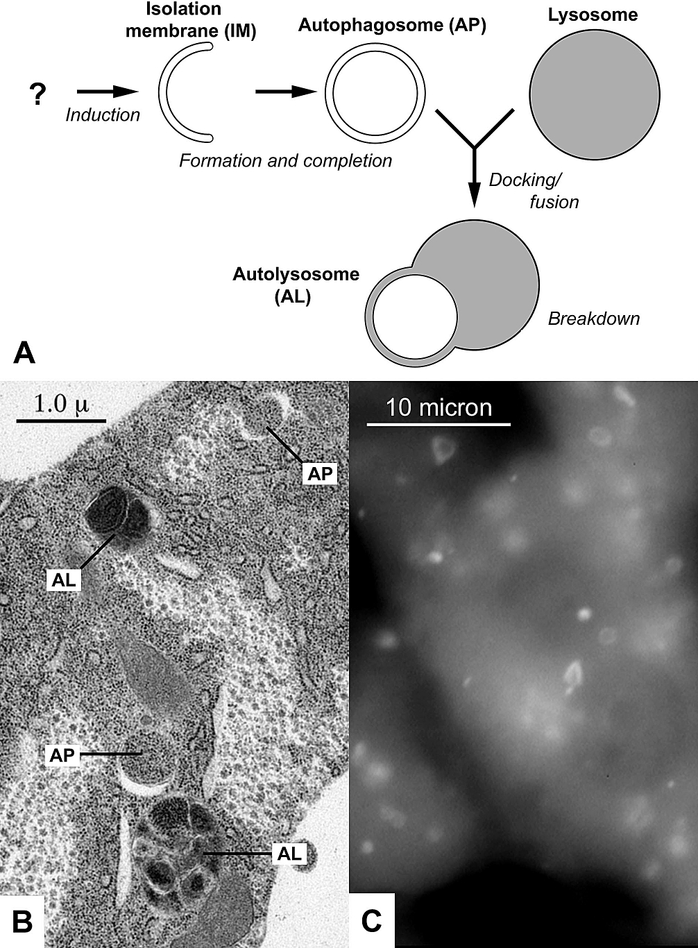 Cellular Autophagy Mechanisms Finally Decoded (image credits: Autophagy: A Forty-Year Search for a Missing Membrane Source. PLoS Biol 4(2): e36. doi:10.1371/journal.pbio.0040036, CC BY 2.5, https://commons.wikimedia.org/w/index.php?curid=11376549)