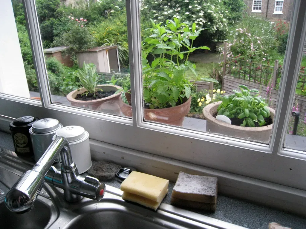 12. Grow Your Own - Even If It's Just a Windowsill Herb (Image Credits: Flickr)