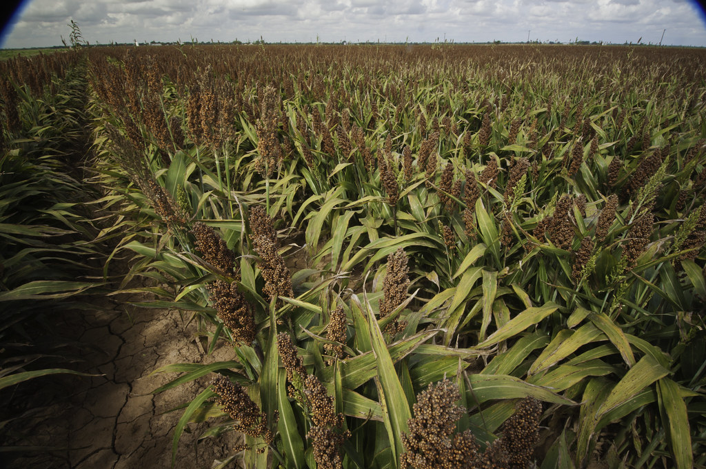 Sorghum: The Drought-Busting Superstar (image credits: flickr)