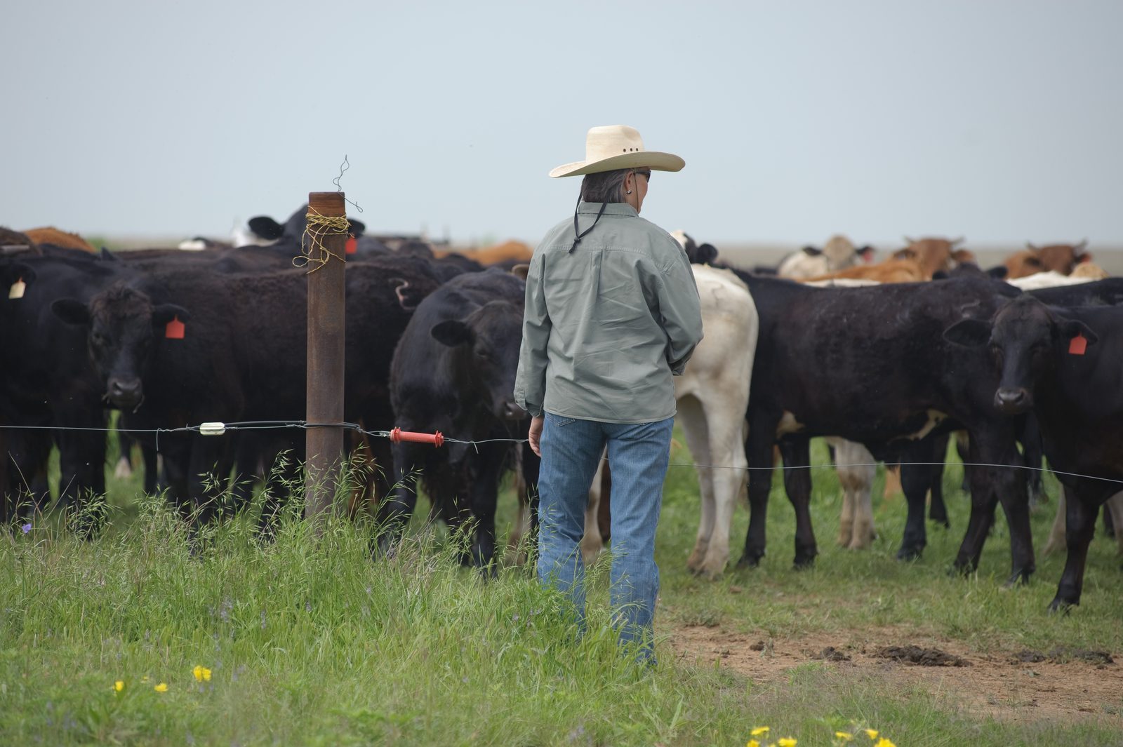 Young Ranchers Face Impossible Entry Barriers (Image Credits: Rancher Deborah Clark watches over cattle on the Birdwell Clark Ranch in Texas., Public domain, https://commons.wikimedia.org/w/index.php?curid=68778895)