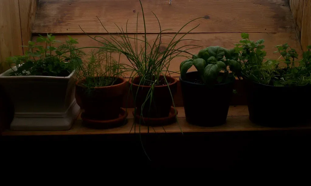 Chives: The Most Forgiving Herb on the Sill (thisamericanmouth, Flickr, CC BY 2.0)