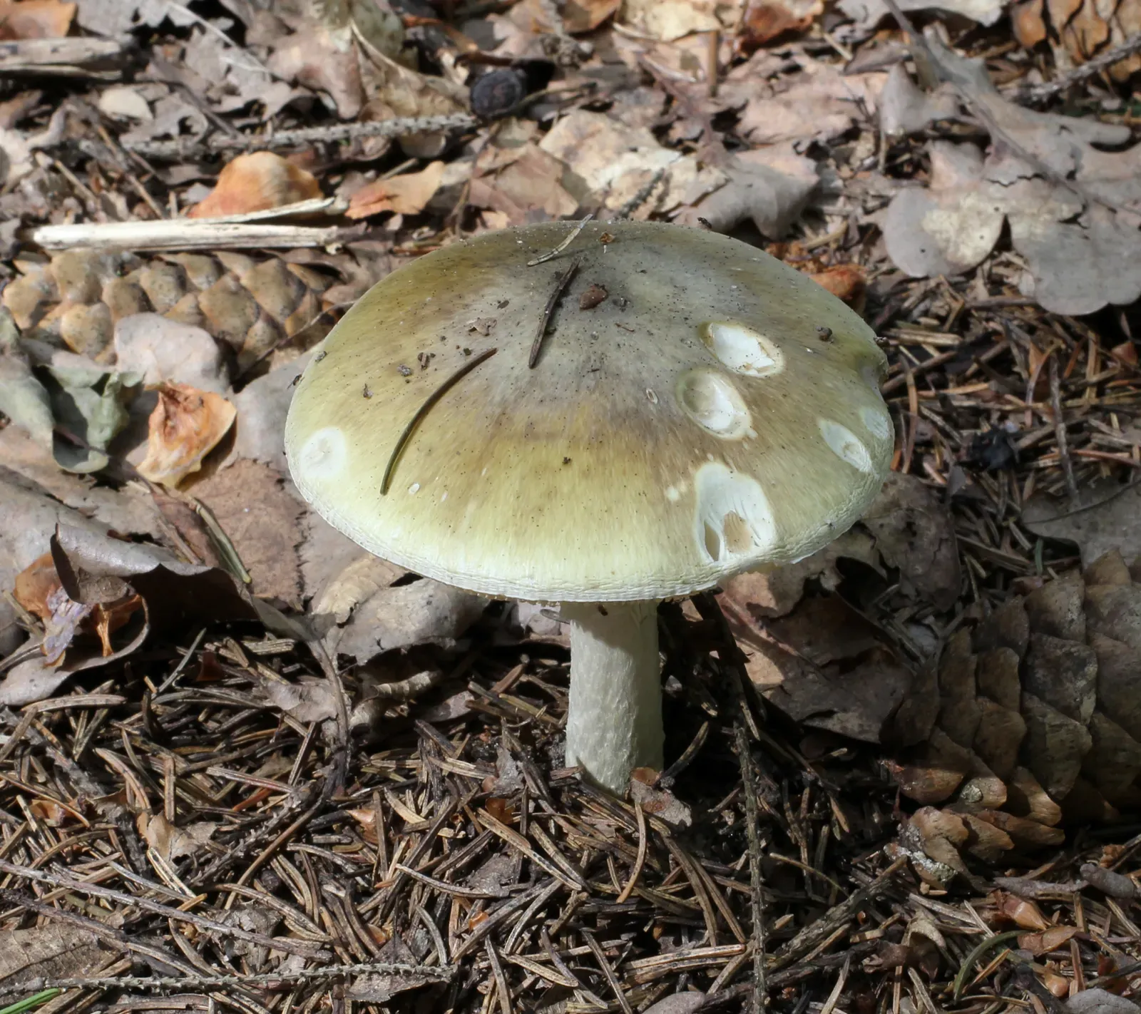 Wild Mushrooms: Nature's Russian Roulette (Image Credits: Wikimedia)