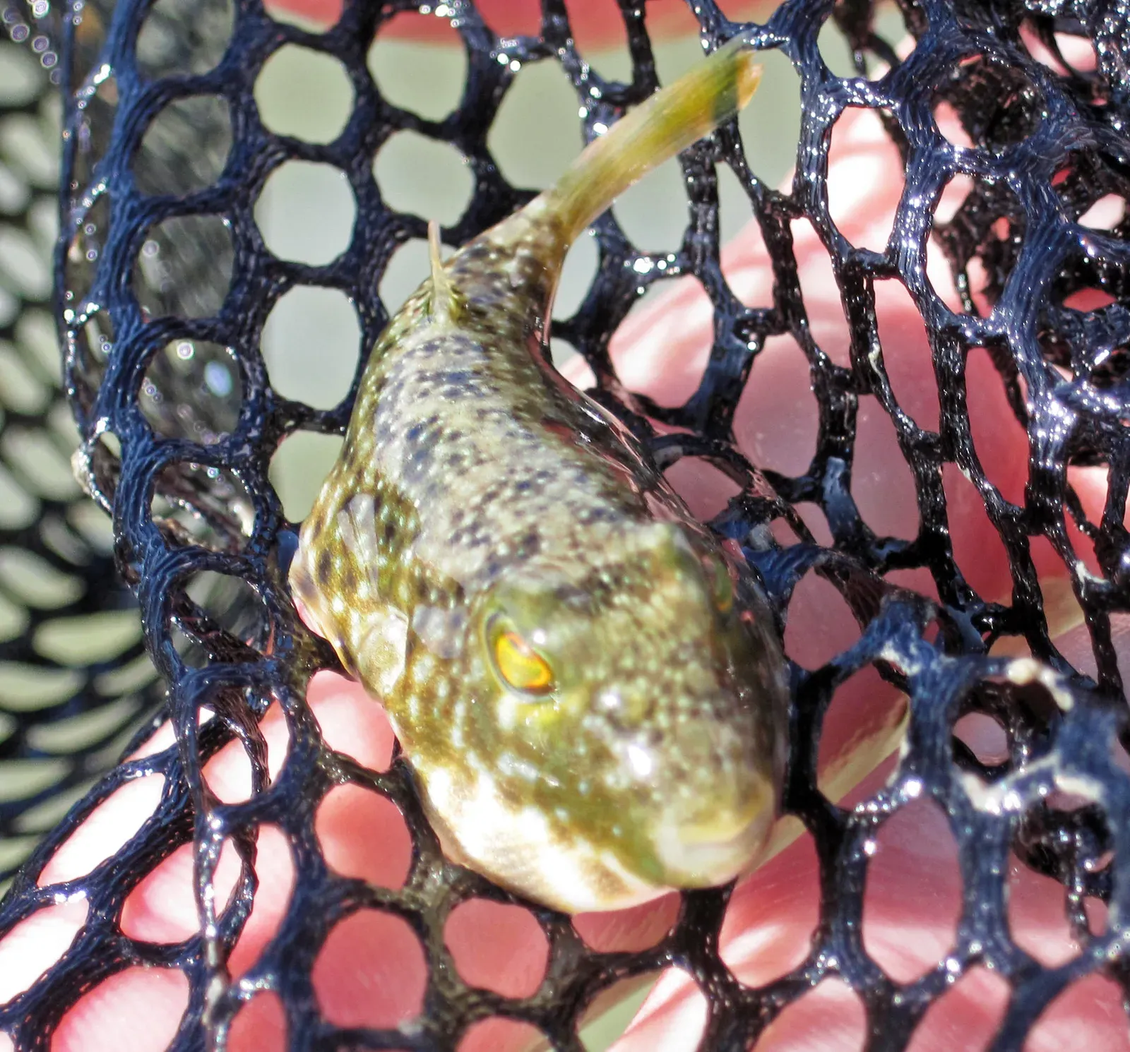 The Poison That Paralyzes Without Mercy (Image Credits: Wikimedia)