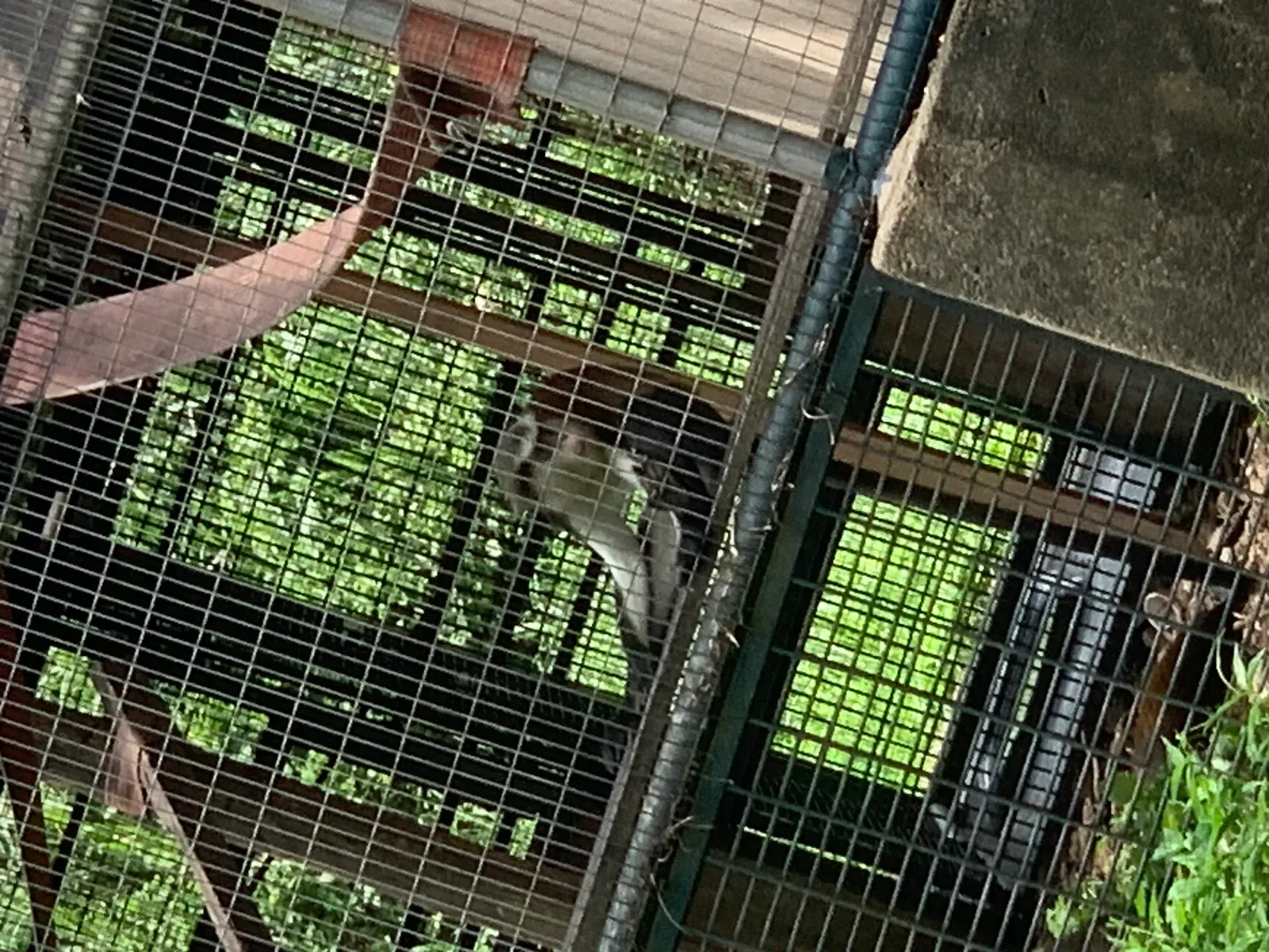 Why Bushmeat Is So Dangerous (Image Credits: Wikimedia)