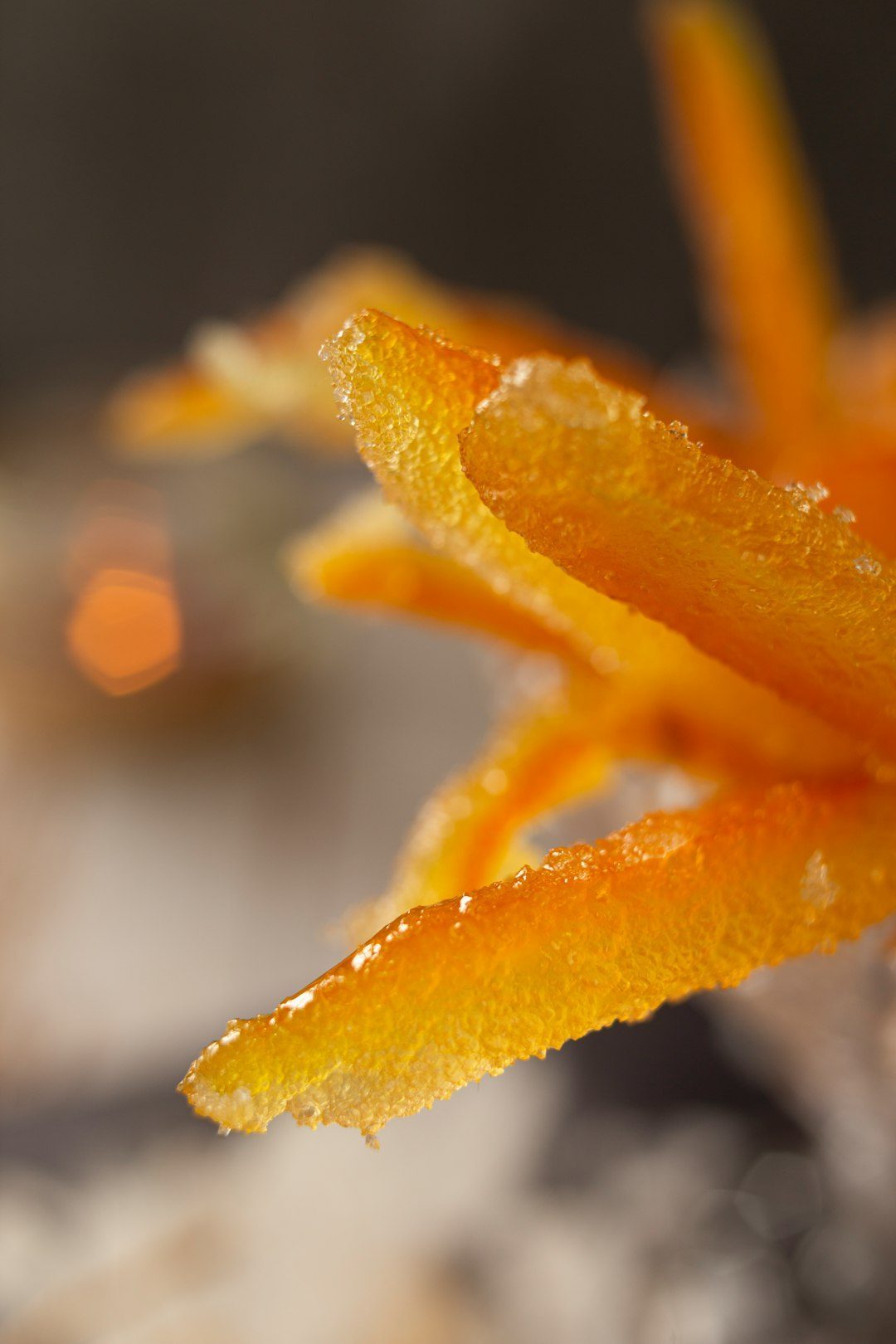 Candied Orange Peel Treats: Forgotten Fruit Confections (Image Credits: Unsplash)