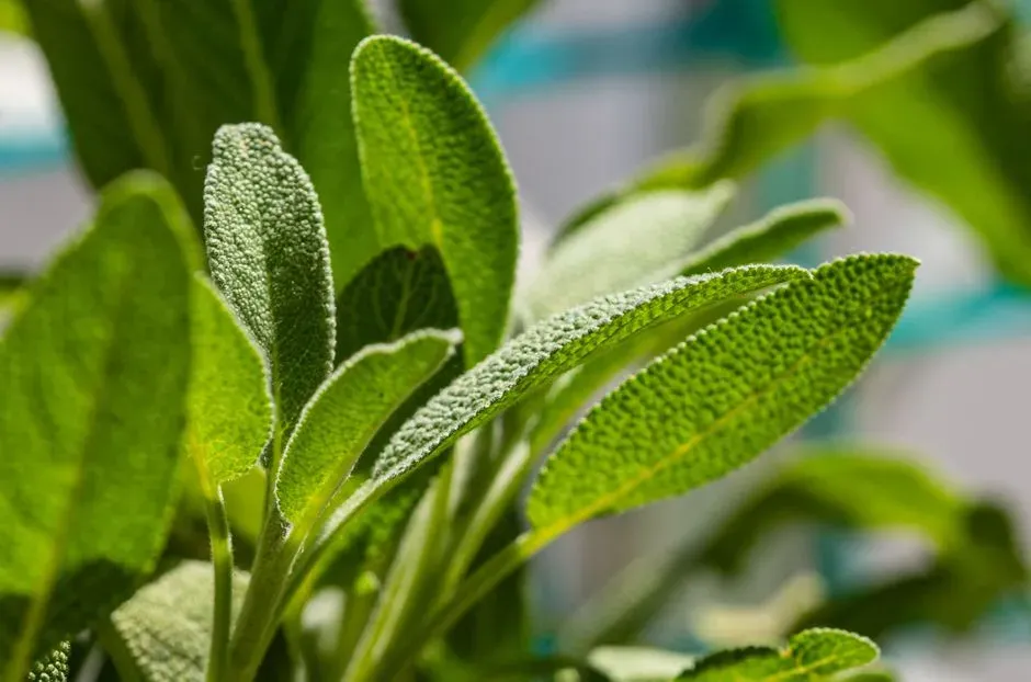 Sage: A Slow Burner Worth the Wait (Image Credits: Pexels)