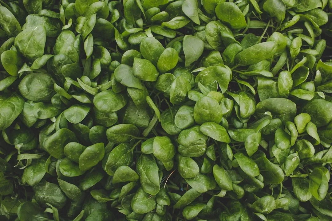 1. Spinach and Leafy Greens: The Nitrate Powerhouses (Image Credits: Unsplash)