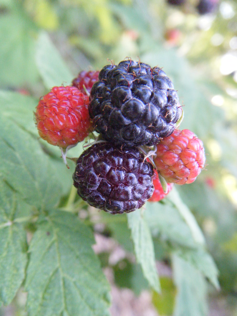 Black Raspberries: The Overlooked Northern Champions (image credits: flickr)