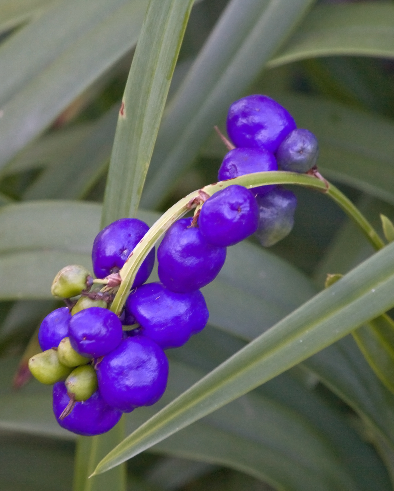 Anthocyanin Powerhouses: The Purple and Blue Health Warriors (image credits: wikimedia)