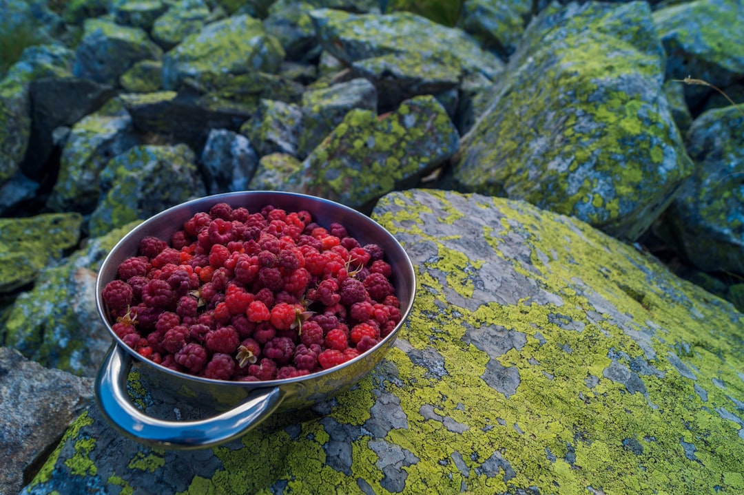 Alaska's Wild Berry Supremacy: When Geography Creates Nutritional Gold (image credits: unsplash)