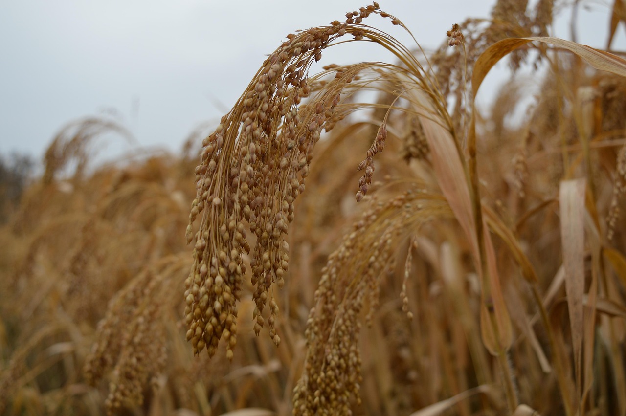 Government Initiatives and Policy Support Accelerate Market Growth (image credits: pixabay)