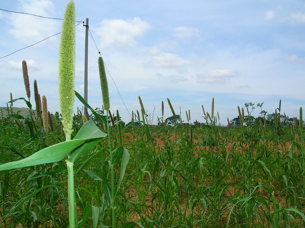 Sustainability Factors Position Ancient Grains as Climate-Smart Crops (image credits: flickr)