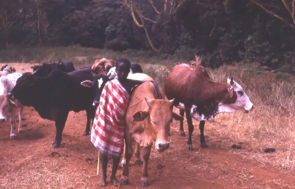 8. The Maasai Tradition of Drinking Cow's Blood (gbaku, Flickr, CC BY-SA 2.0)