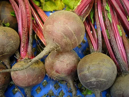 8. Beets: The Blood Pressure and Blood Vessel Protector (Red beet (Beta vulgaris L.), CC BY 2.0)